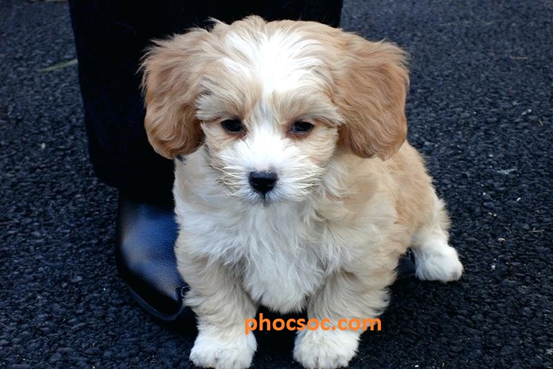 Chó Poodle Lai Phốc Sóc【Pomapoo】Ngoại Hình Chó Pomapoo hay còn gọi là Chó Phốc sóc lai với chó Poodle xuất hiện lần đầu tiên vào thế kỷ 19, giống chó này được lai tạo từ một con poodle 
